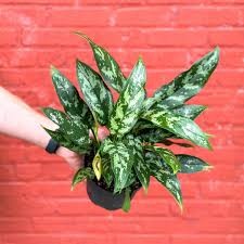 Aglaonema Plant